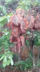 Combretum zeyheri