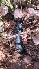 Berberomeloe tenebrosus