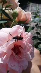 Stictoleptura cordigera