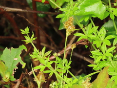 Luzula comosa comosa