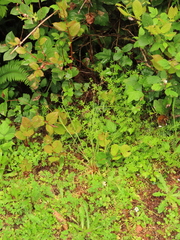 Luzula comosa comosa