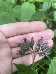 Hydrophyllum virginianum atranthum