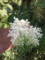 Sambucus nigra nigra