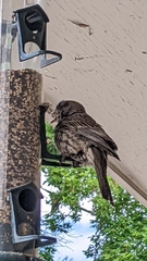 Haemorhous mexicanus