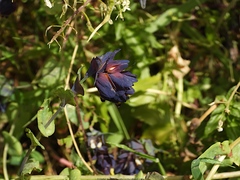 Cerinthe retorta