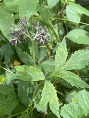 Hydrophyllum virginianum atranthum