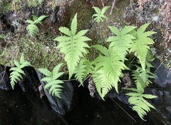 Phegopteris connectilis
