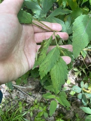 Hydrophyllum virginianum atranthum