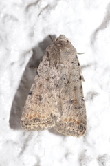 Caradrina clavipalpis