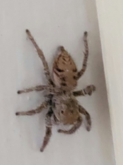 Habronattus coecatus