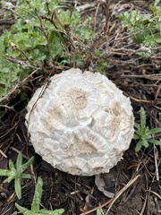 Calvatia sculpta