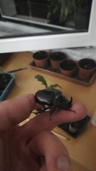 Oryctes nasicornis