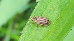 Ophraella conferta
