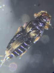 Panchaetothripidae