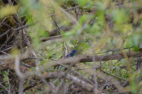 Blue Jay photographed in Montana