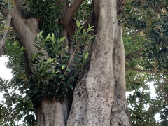 Ficus macrophylla
