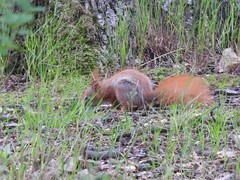 Sciurus vulgaris