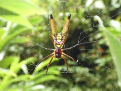 Micrathena brevipes