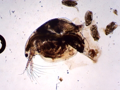 Simocephalus serrulatus