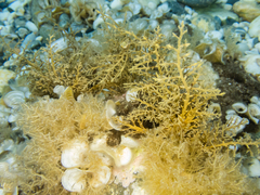 Cystoseira compressa