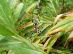 Micrathena brevipes