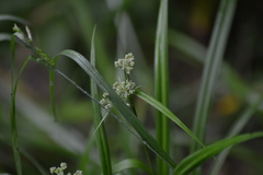 Scirpus hattorianus