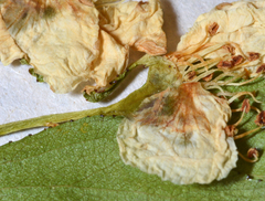 Crataegus alabamensis