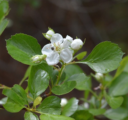 Alabama Hawthorn (Crataegus alabamensis)