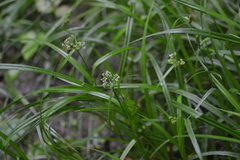 Scirpus hattorianus