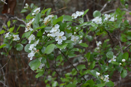 Image of Crataegus alabamensis by (c) Daniel McNair, some rights reserved (CC BY)