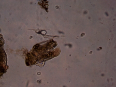 Simocephalus serrulatus