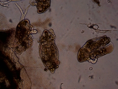 Simocephalus serrulatus