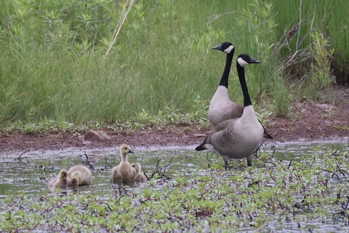 Canada Goose photographed in Maryland