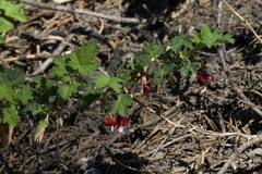 Ribes lobbii