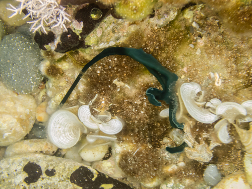 Green Spoonworm, Thessaly, Thessaly and Central Greece, GR, photo 10 of 10