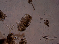 Simocephalus serrulatus