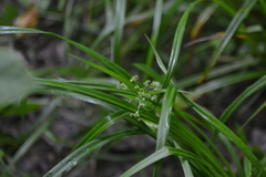 Scirpus hattorianus