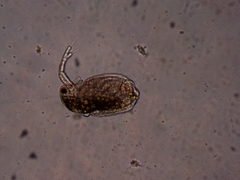 Simocephalus serrulatus