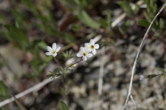 Leptosiphon bolanderi
