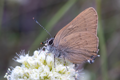Satyrium auretorum