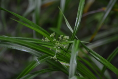 Scirpus hattorianus