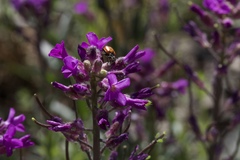 Boechera breweri breweri