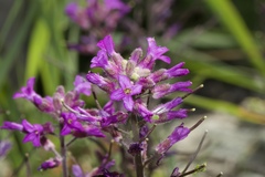 Boechera breweri breweri