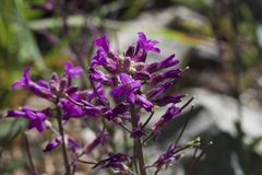 Boechera breweri breweri