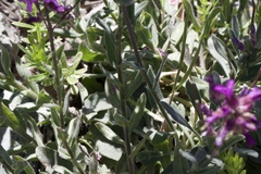 Boechera breweri breweri