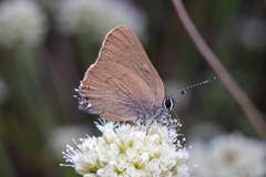 Satyrium auretorum