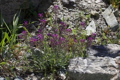 Boechera breweri breweri