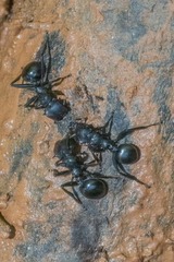 Cephalotes atratus