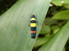 Platygonia praestantior