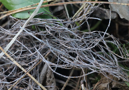 Stamnaria yugrana image